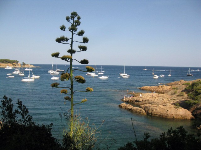 b71c1-180_Cala_del_Peix_-Sant_Feliu_de_Guixols-.jpg